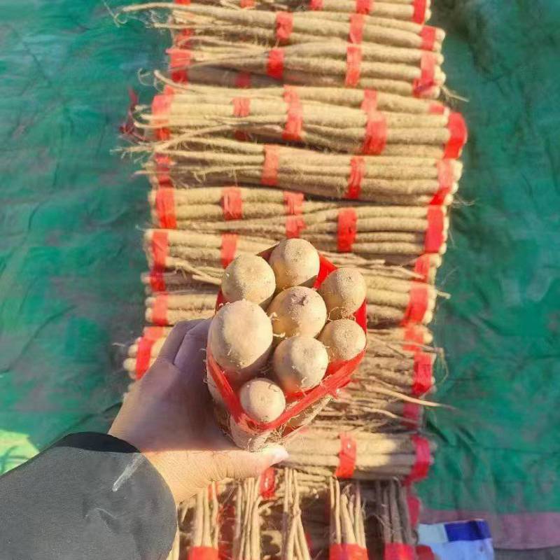 【温县山药】特选优级双棒山药/河南山药/口感细腻便宜