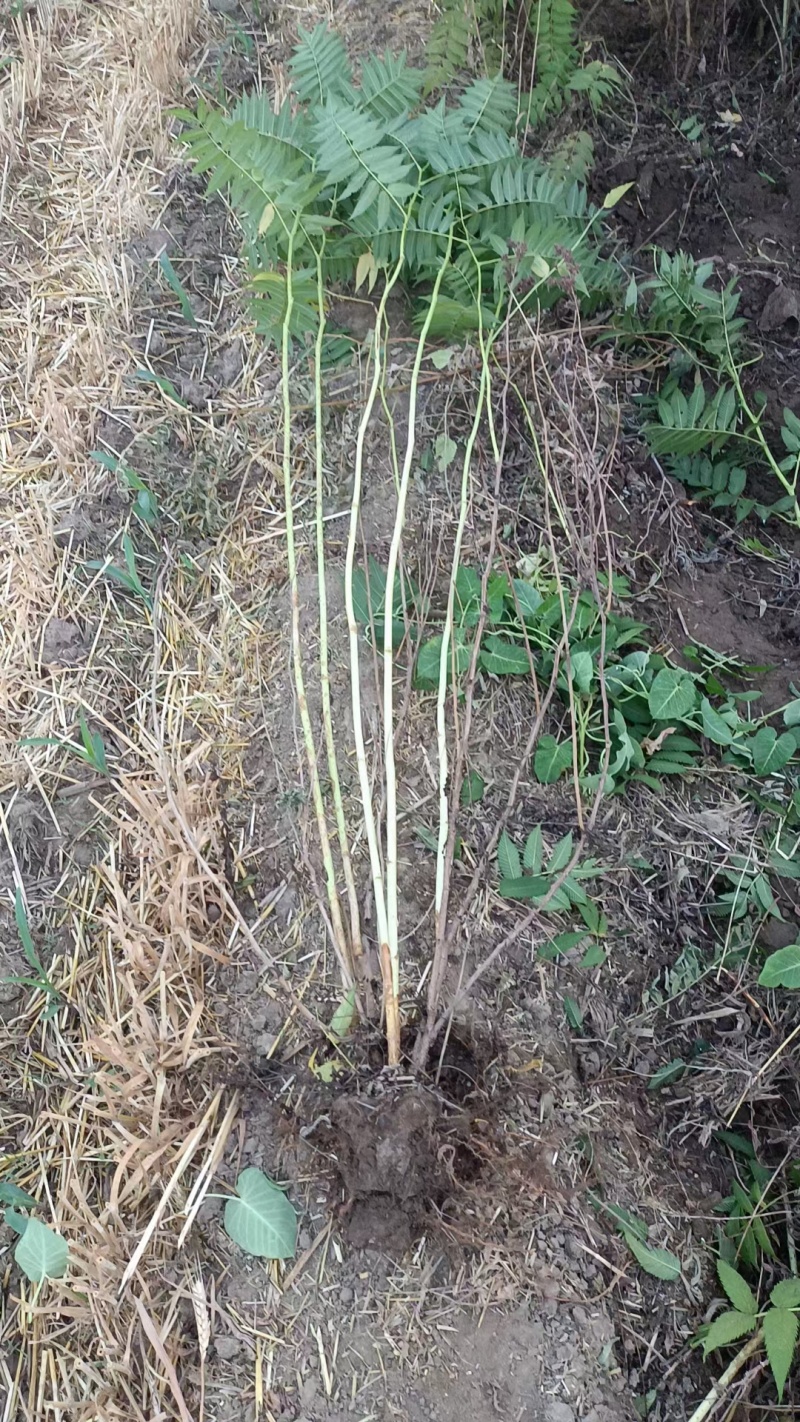 河北定州珍珠梅丛生多分枝大拨花灌木树苗绿化苗木