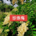 河北定州珍珠梅丛生多分枝大拨花灌木树苗绿化苗木