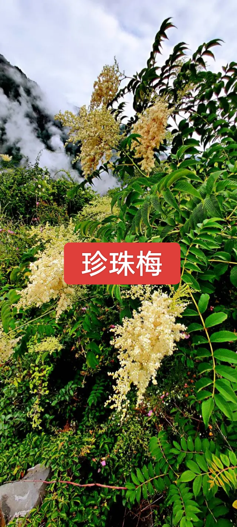 河北定州珍珠梅丛生多分枝大拨花灌木树苗绿化苗木