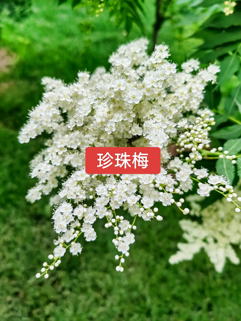 河北定州珍珠梅丛生多分枝大拨花灌木树苗绿化苗木