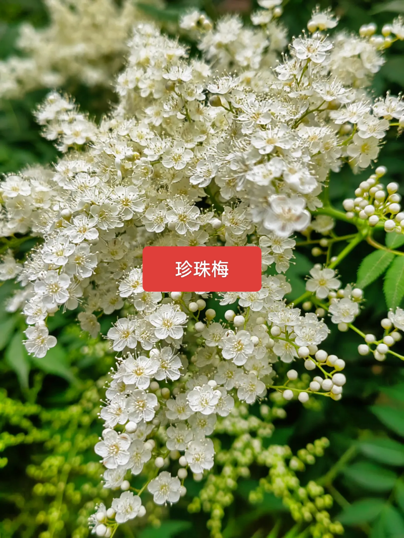 河北定州珍珠梅丛生多分枝大拨花灌木树苗绿化苗木