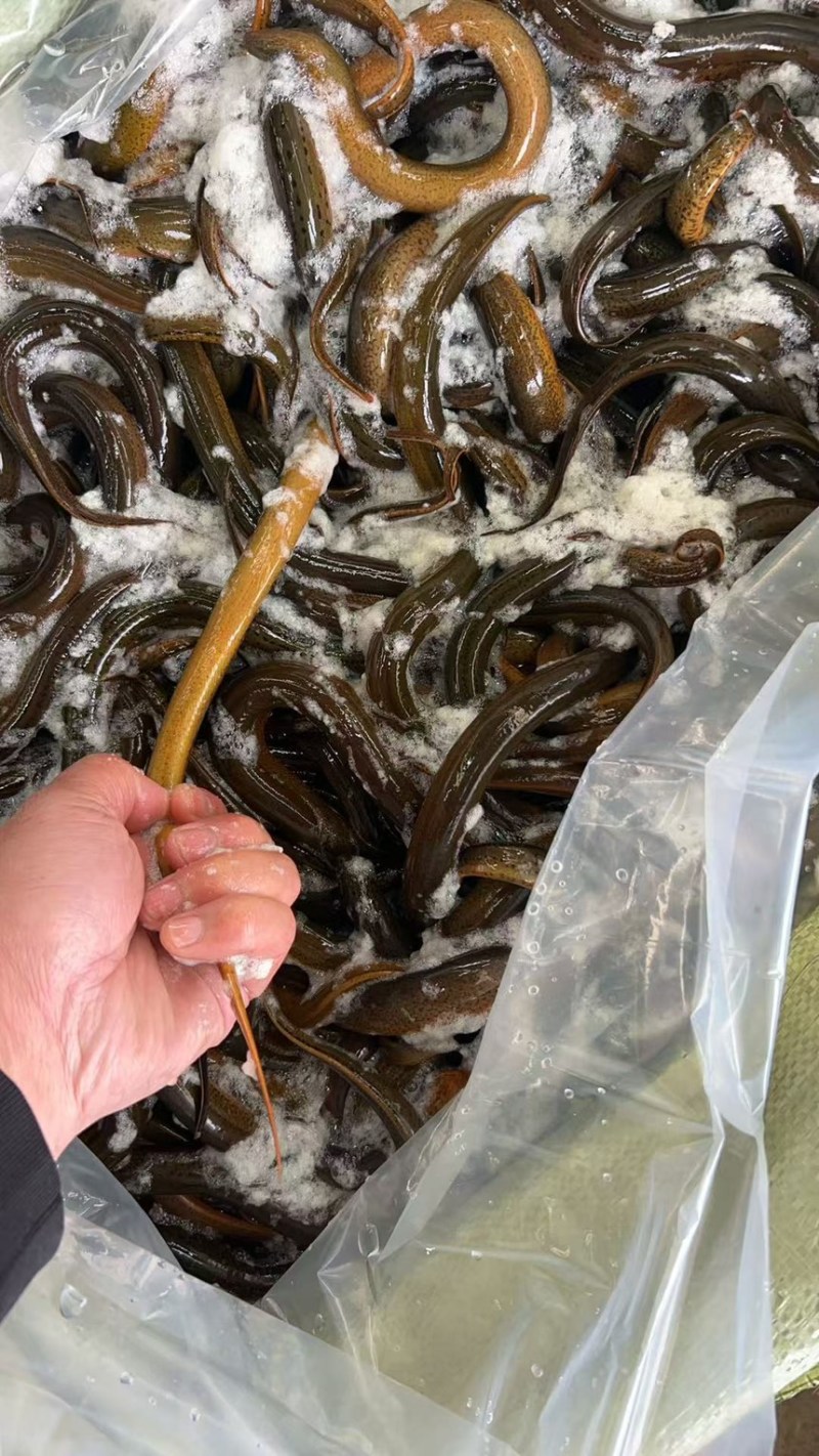 湖北黄鳝，稻田生态养殖自然生长一手货源品质优美，可开视频开货