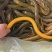 湖北黄鳝，稻田生态养殖自然生长一手货源品质优美，可开视频开货