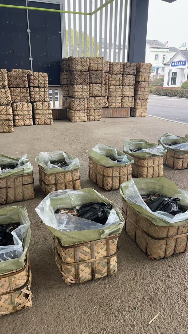 湖北黄鳝，稻田生态养殖自然生长一手货源品质优美，可开视频开货