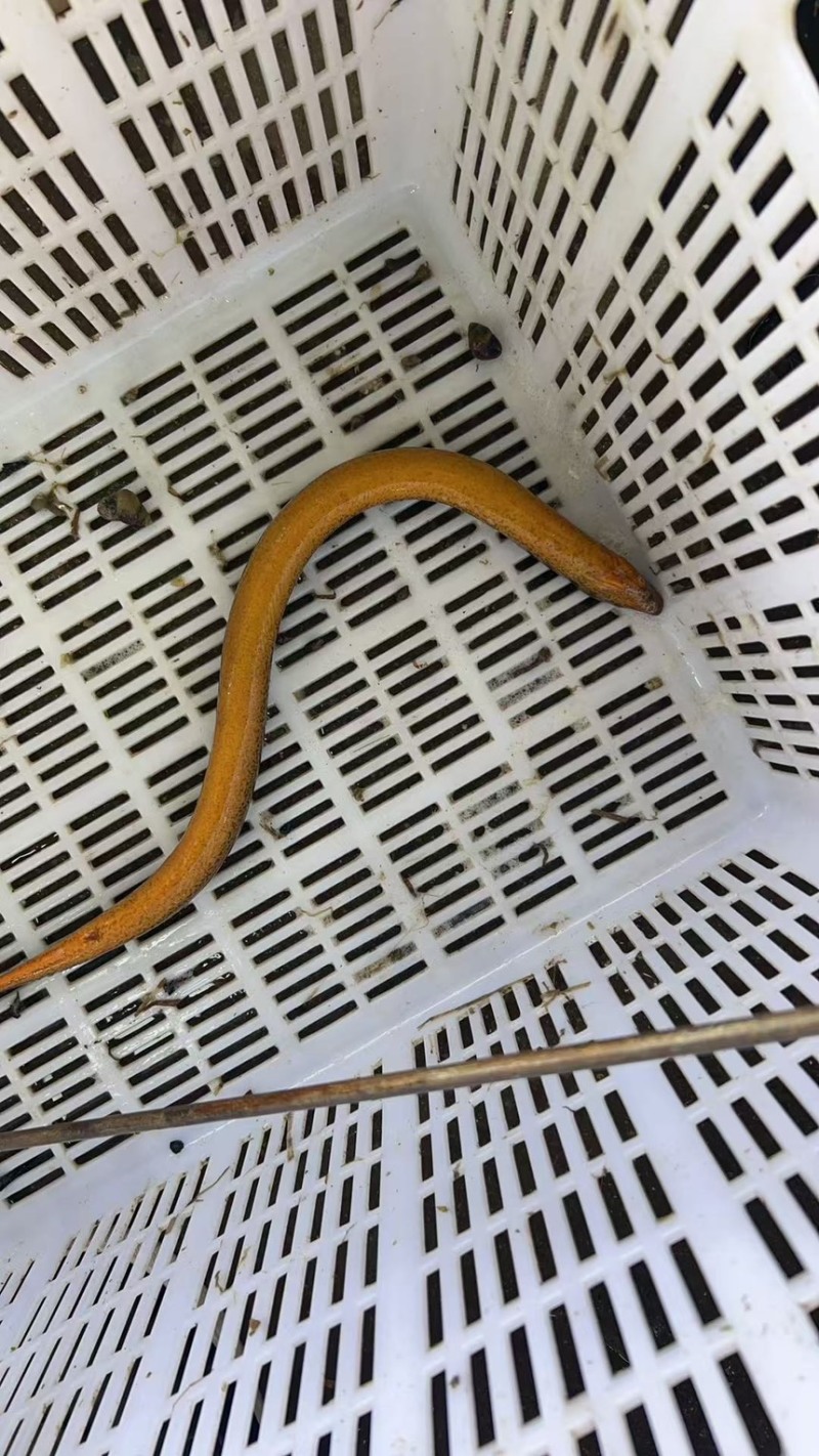 湖北黄鳝，稻田生态养殖自然生长一手货源品质优美，可开视频开货