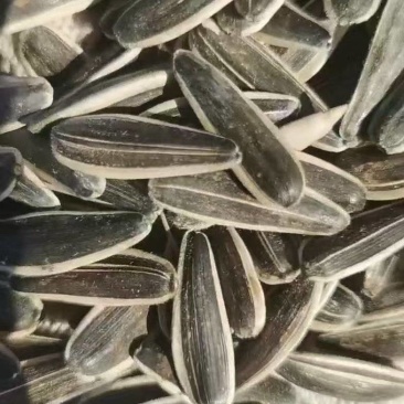同辉19皮薄香酥