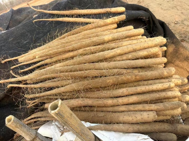 精选山药品类齐全各种规格严选好货常年对接全国欢迎