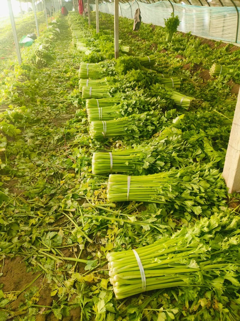 精品芹菜/大量现货价格便宜/对接超市批发市场等/全国发货