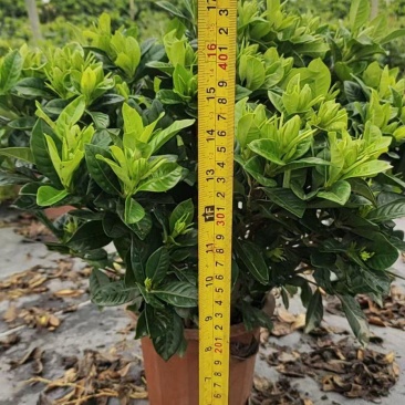 230栀子花，30棵装，产地直供