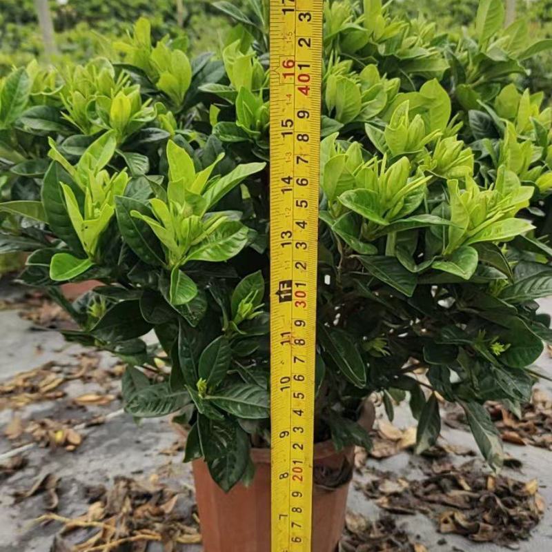 230栀子花，30棵装，产地直供