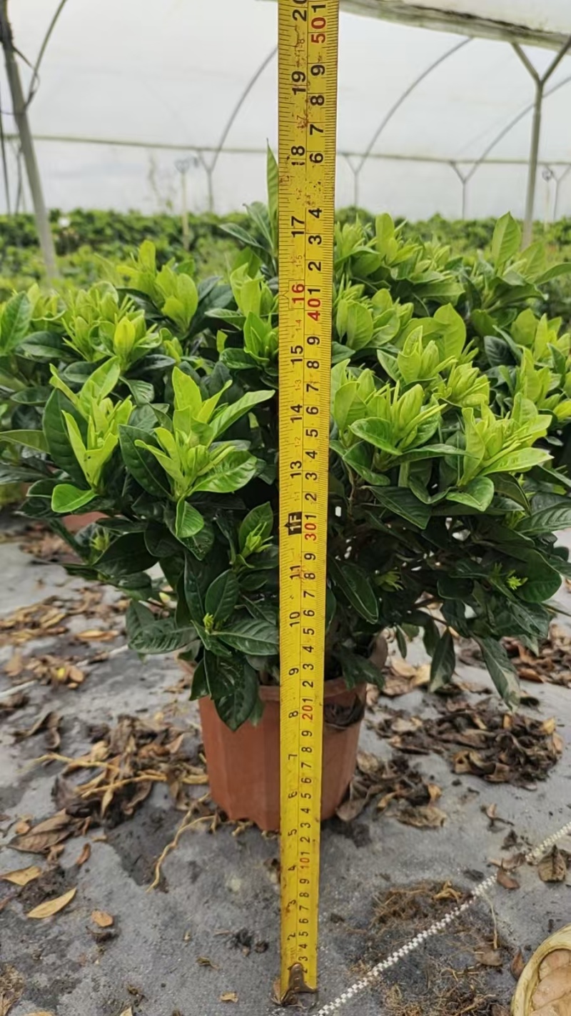 230栀子花，30棵装，产地直供