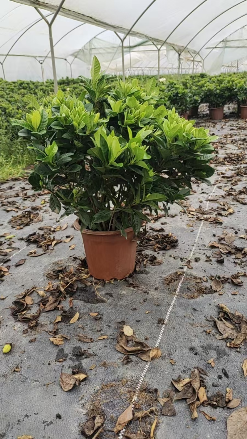 230栀子花，30棵装，产地直供
