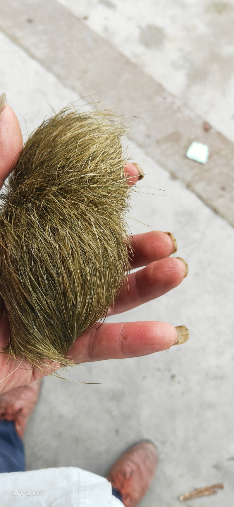 猪辰砂