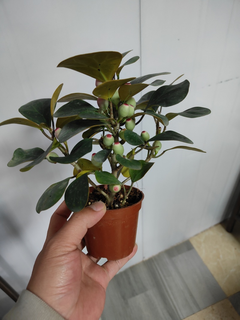 精品小盼菩提