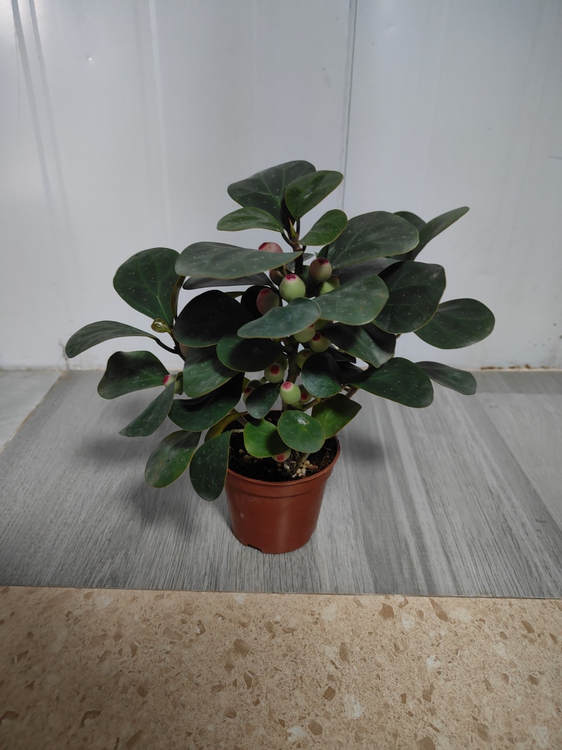 精品小盼菩提