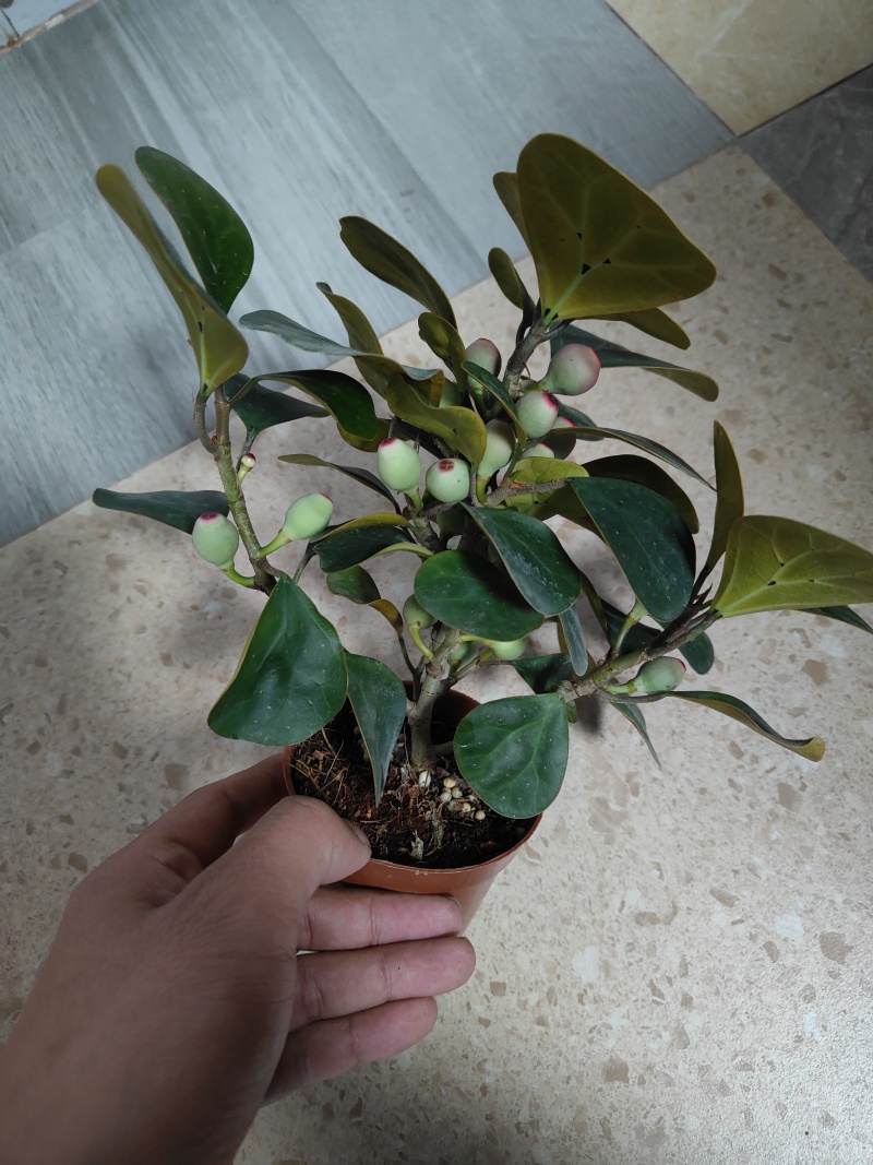 精品小盼菩提