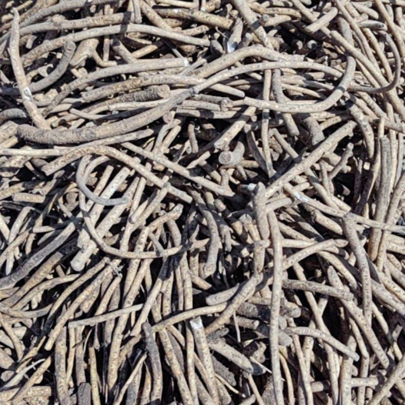辣根辣根苗