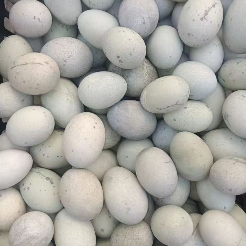厂家处理裂纹，无铅松花蛋麻壳松花皮蛋量大从优联系