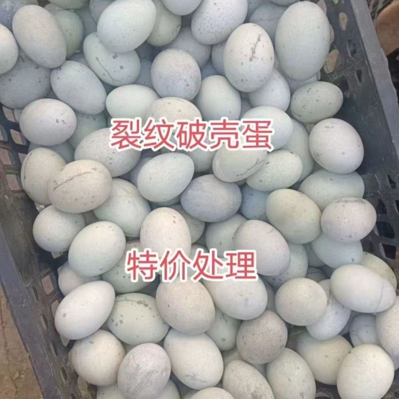 厂家处理裂纹，无铅松花蛋麻壳松花皮蛋量大从优联系
