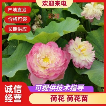 荷花苗产地一手货源价格美丽量大从优欢迎来电咨询订