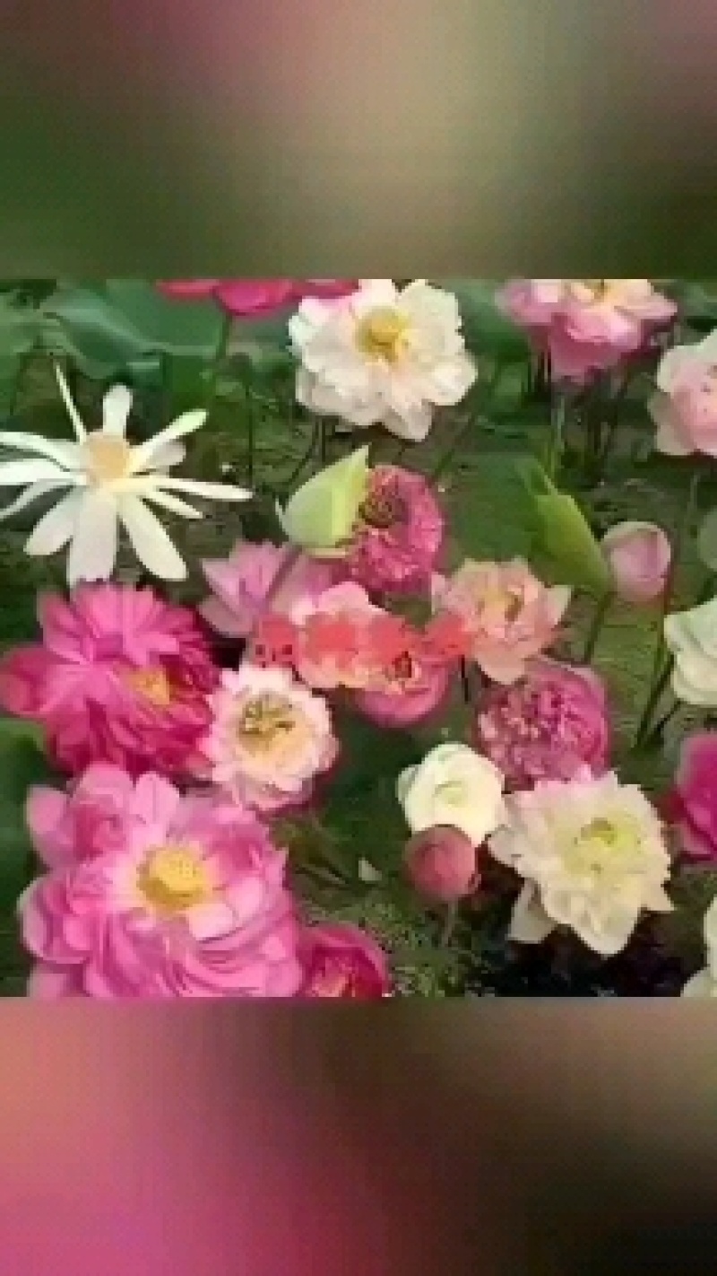 荷花苗产地一手货源价格美丽量大从优欢迎来电咨询订