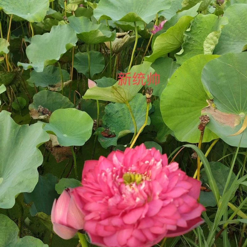 荷花苗产地一手货源价格美丽量大从优欢迎来电咨询订