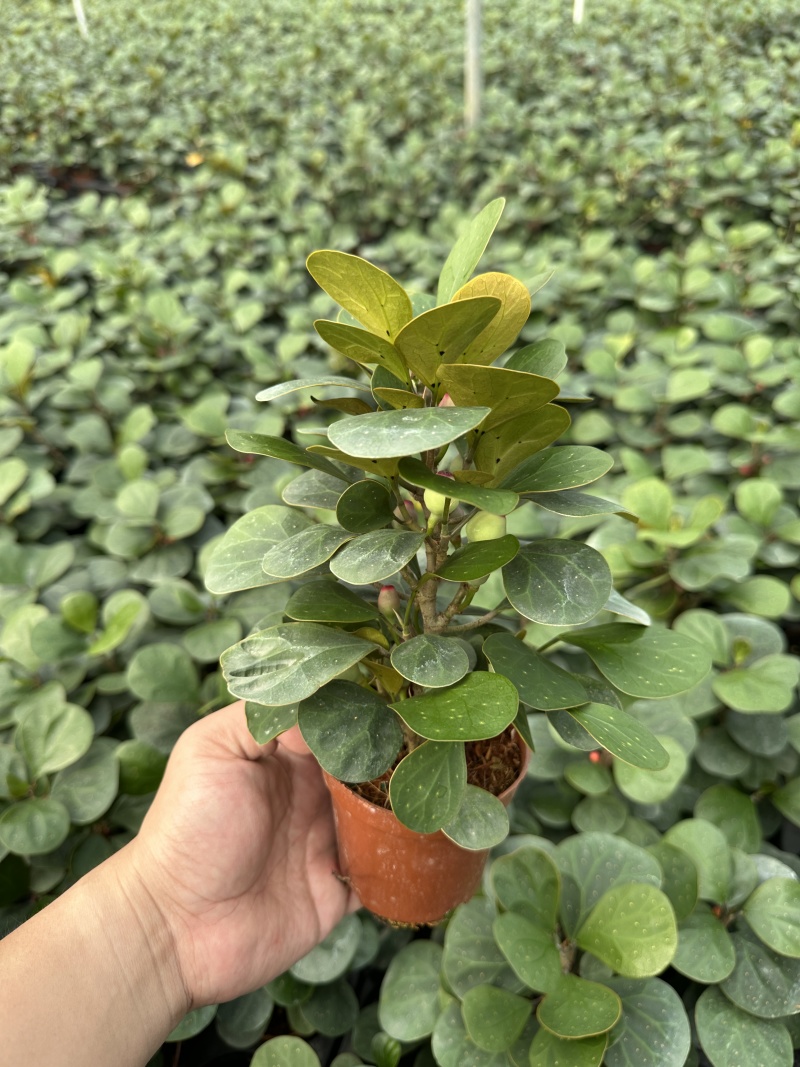 精品小盼菩提