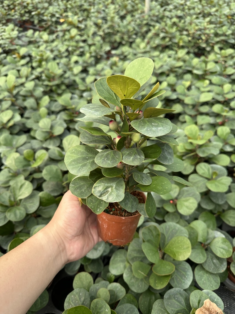 精品小盼菩提