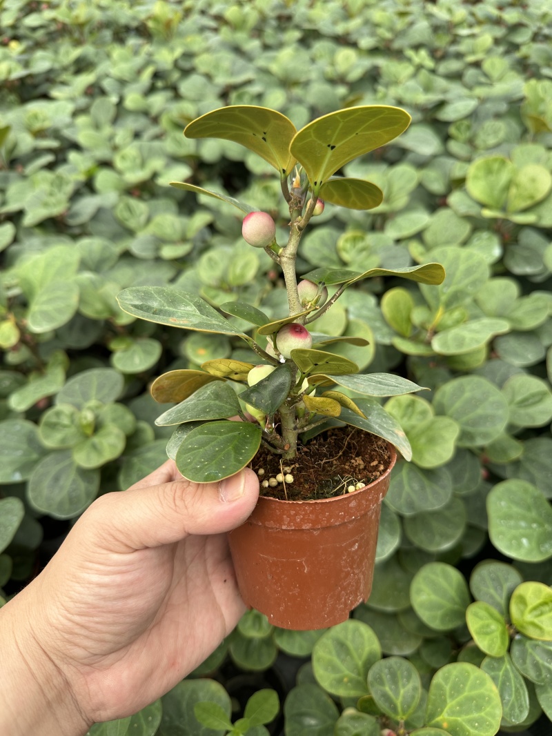 精品小盼菩提