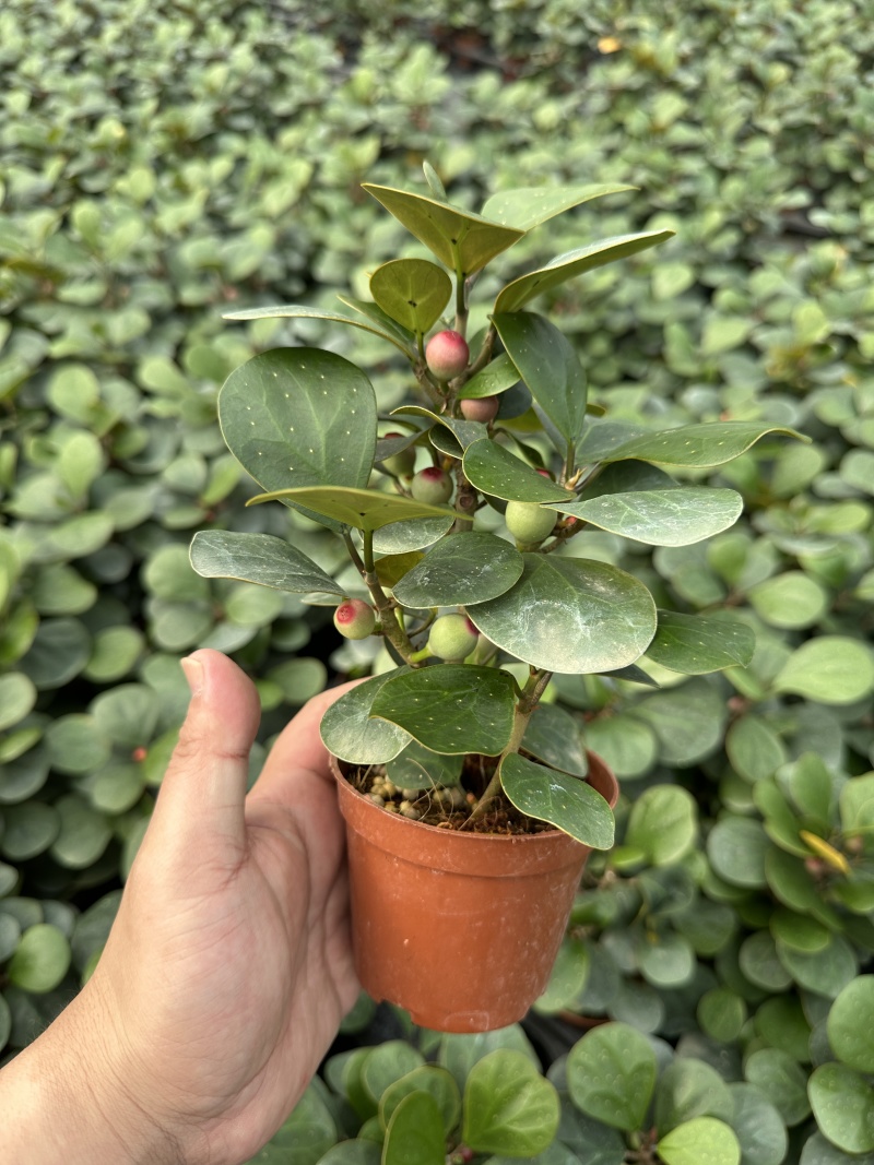 精品小盼菩提