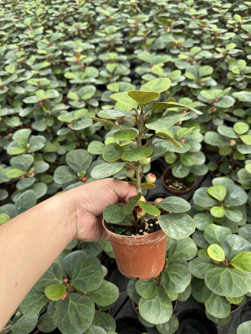精品小盼菩提