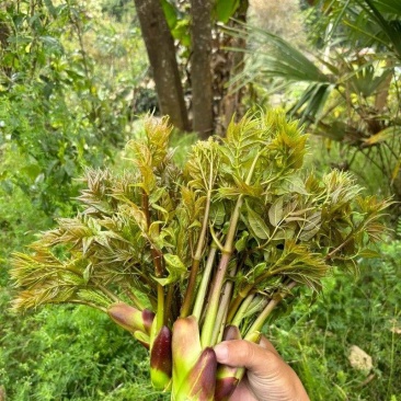 刺芽头，品质**，量大从优