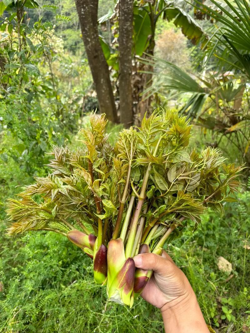 刺芽头，品质**，量大从优