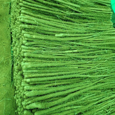 红皮铁棍山药产地万荣