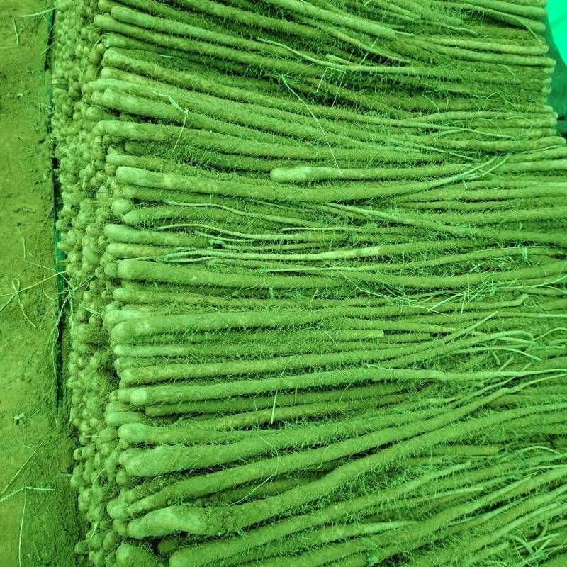 红皮铁棍山药产地万荣