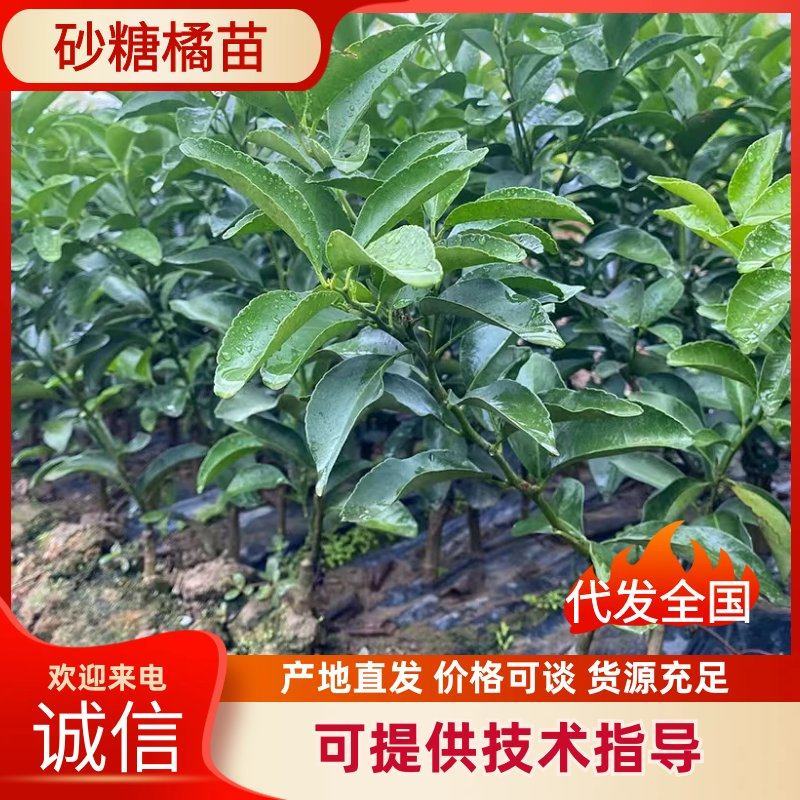沙糖桔苗树苗嫁接苗柑桔苗桔子树苗橘子苗当年结果