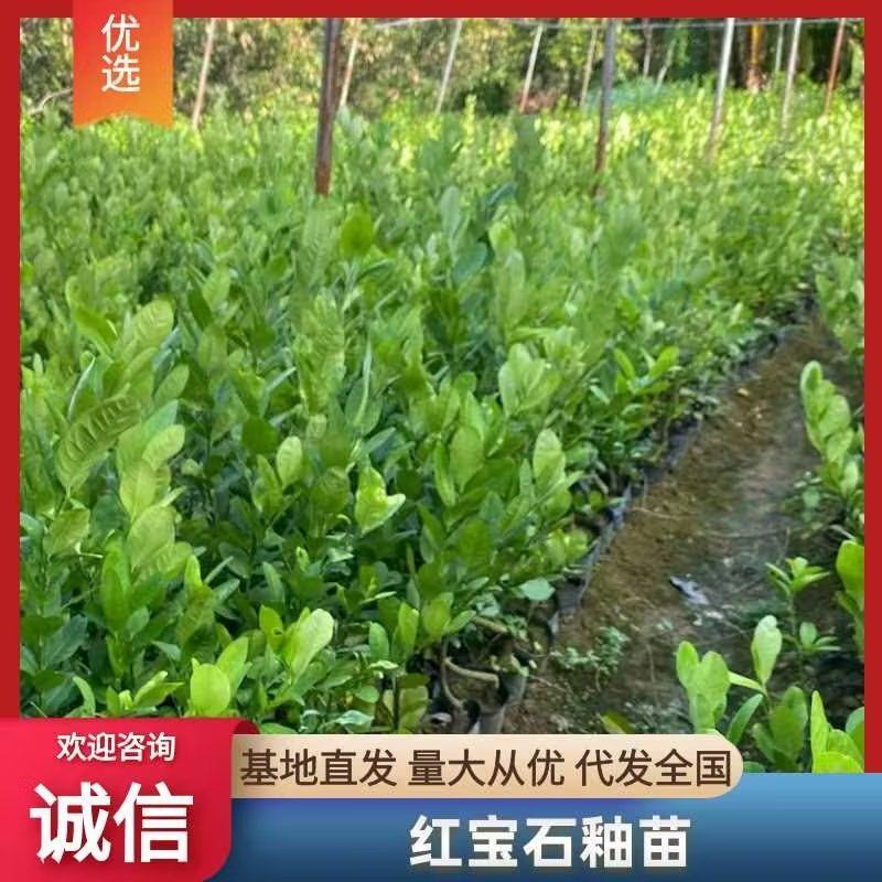 红宝石青柚杯苗产地直发千亩基地价格实惠，三年苗