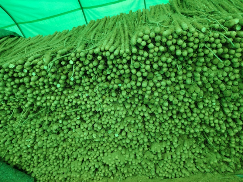 红皮铁棍山药产地万荣