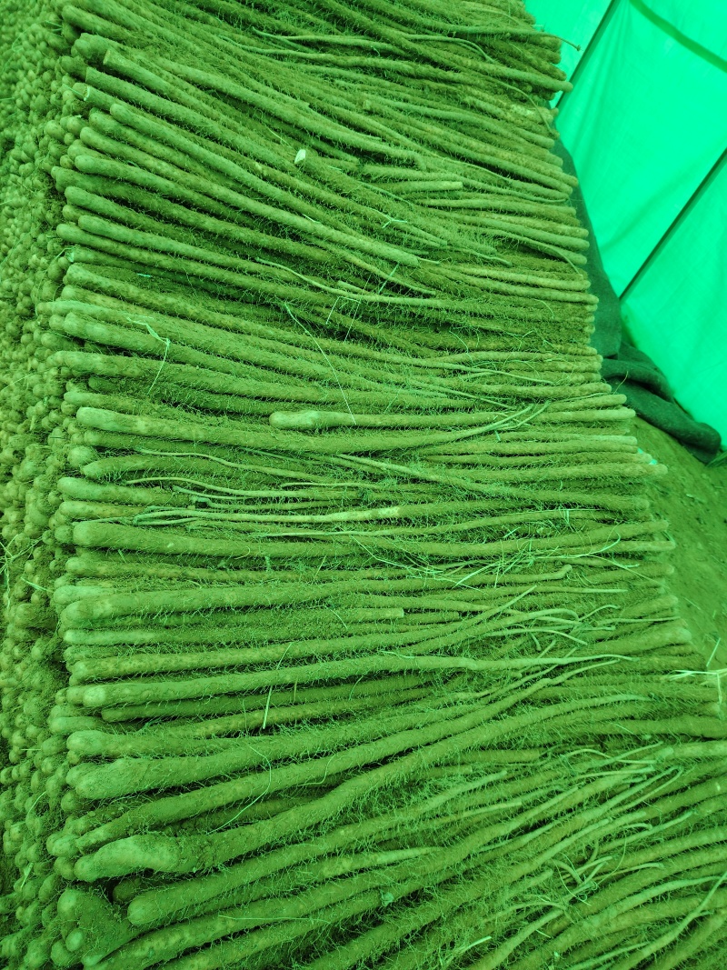 红皮铁棍山药产地万荣