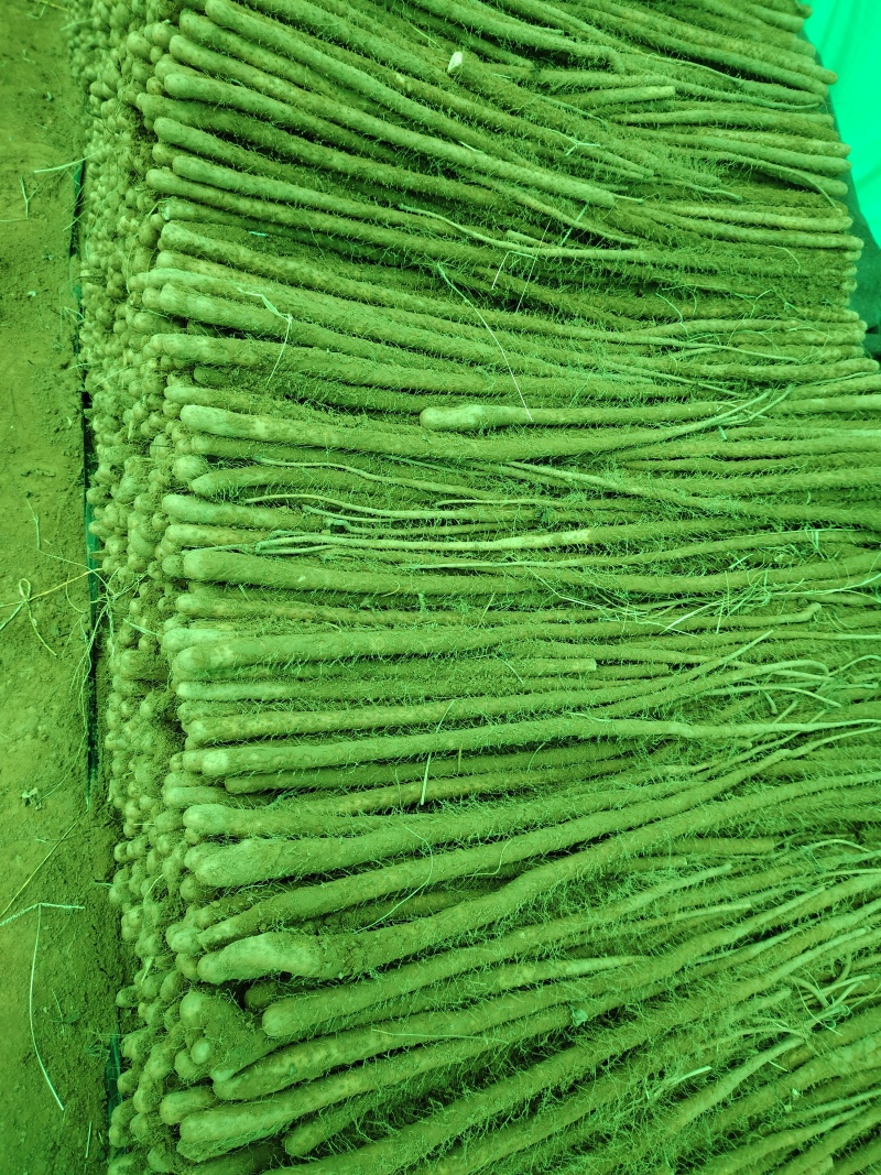 红皮铁棍山药产地万荣
