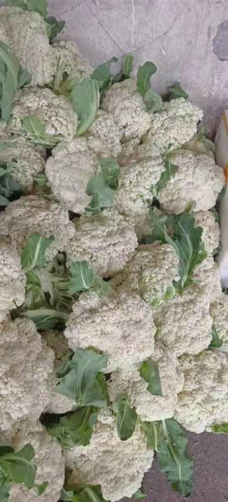 精品有机花菜颜色白，产地直接发货服务满意，价格实惠