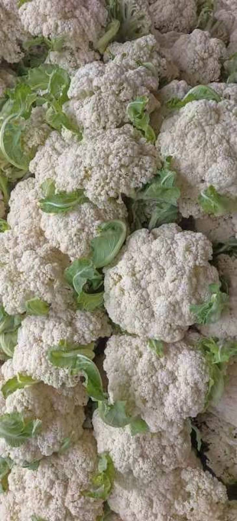 精品有机花菜颜色白，产地直接发货服务满意，价格实惠