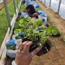 二月兰杯苗宿根花卉青州草花观花植物二月兰