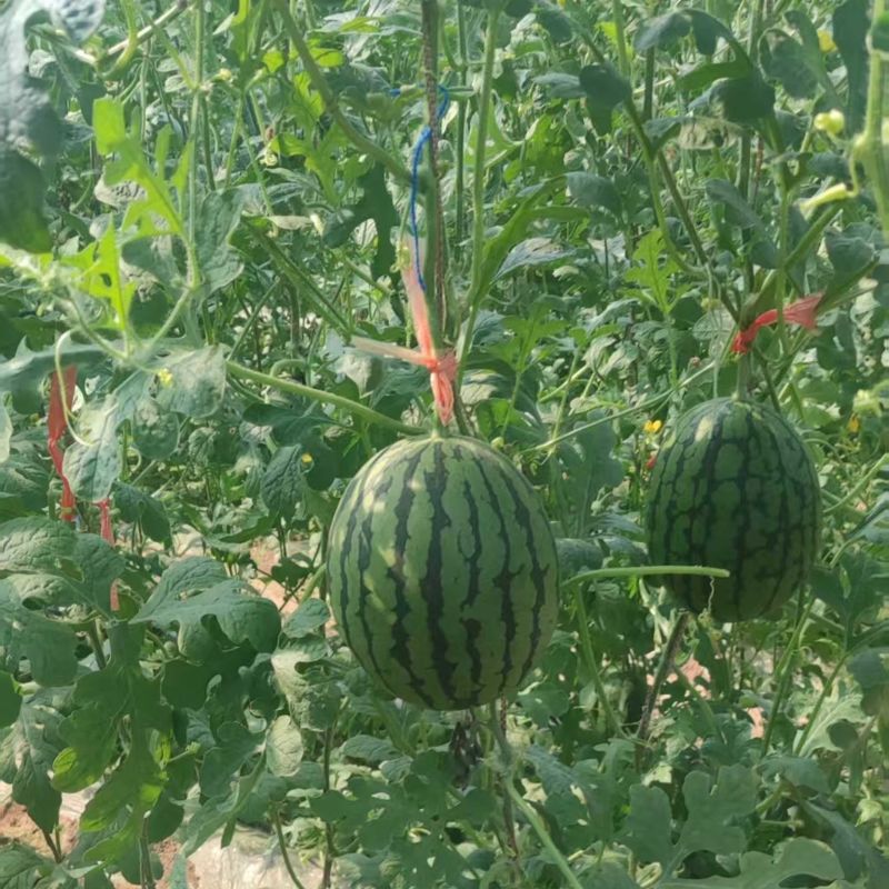 珍珠红西瓜山东小吊瓜扒皮小吊瓜皮薄多汁供应电商超市代办市场
