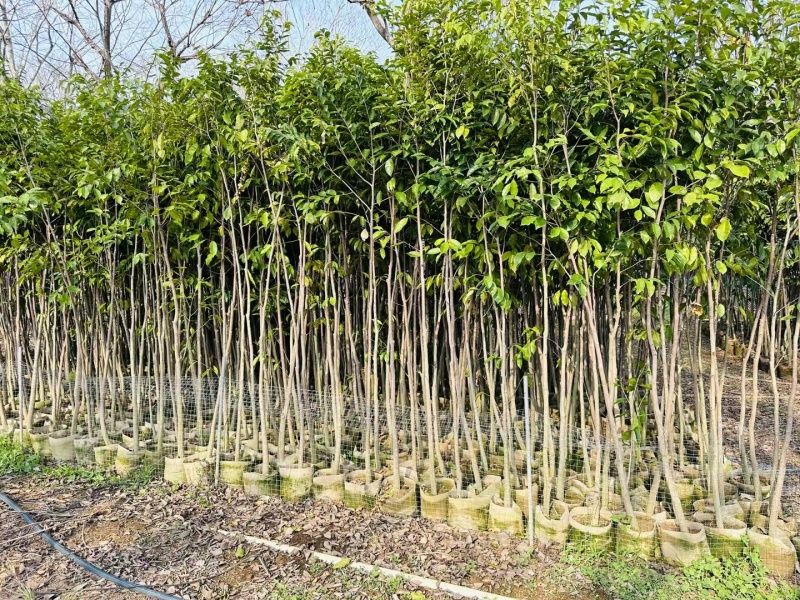 沉香头径2-3公分大量出售自家货源需要来电洽谈合作