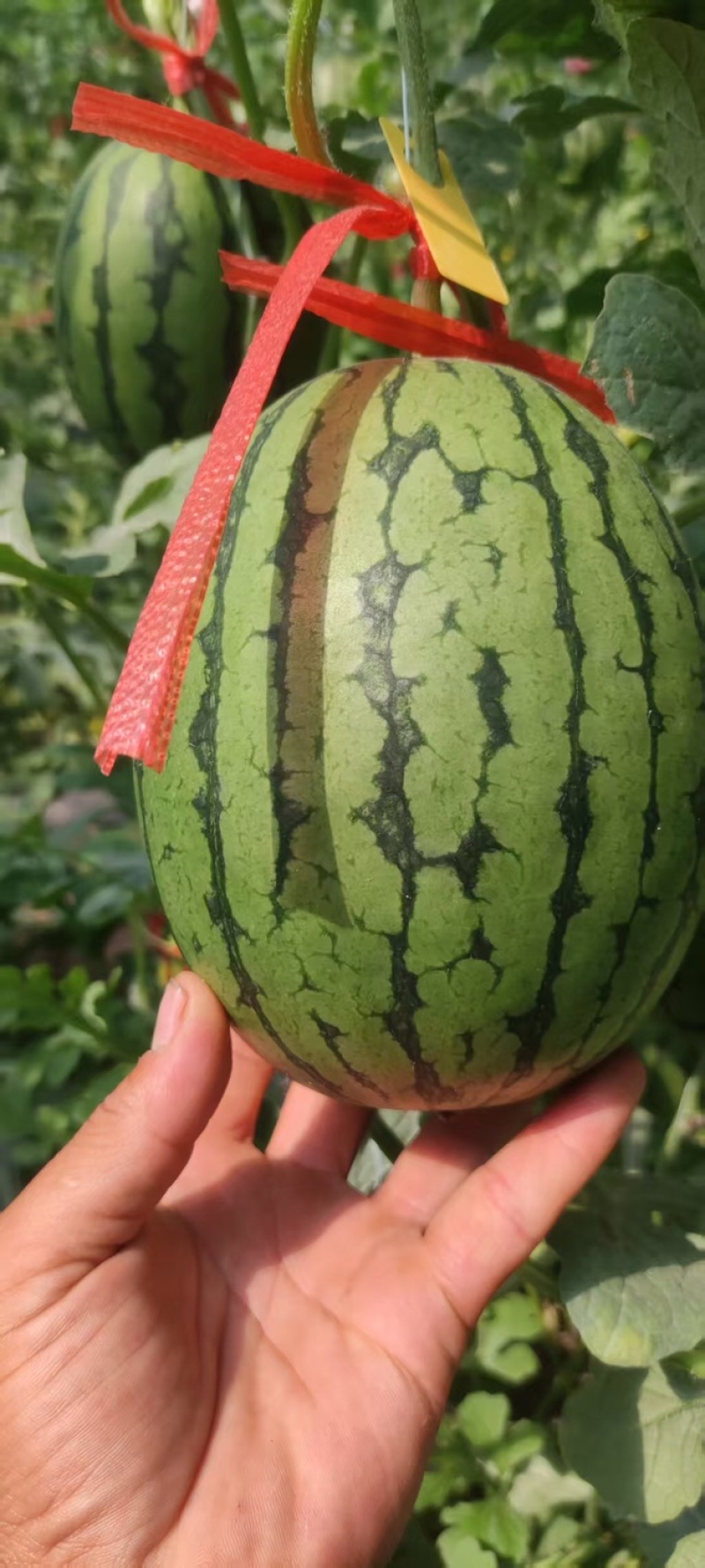 珍珠红西瓜山东小吊瓜扒皮小吊瓜皮薄多汁供应电商超市代办市场