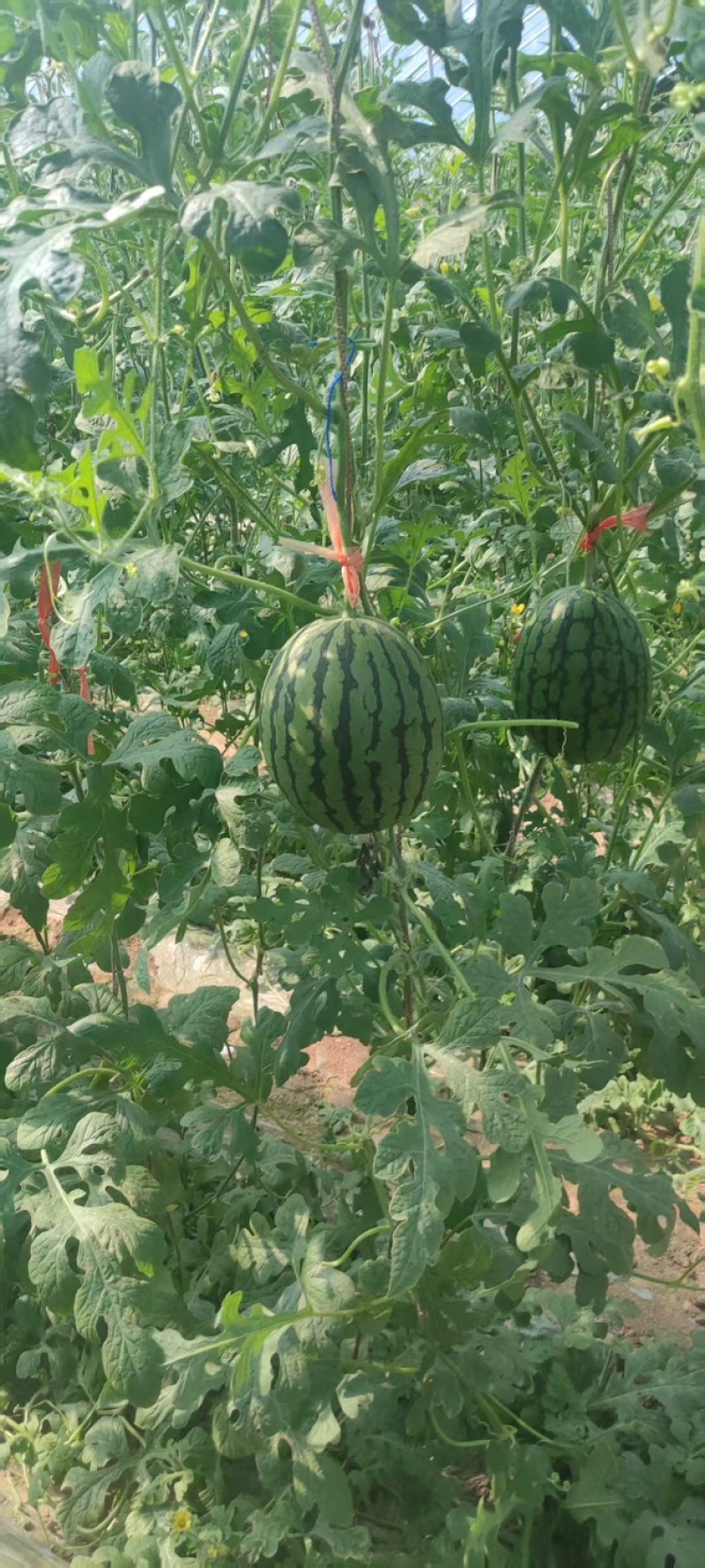 珍珠红西瓜山东小吊瓜扒皮小吊瓜皮薄多汁供应电商超市代办市场