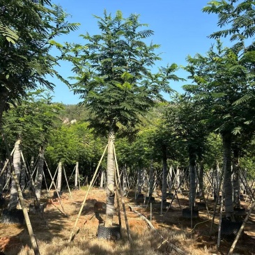 南洋楹10-18分大量出售基地现货直销规格齐全