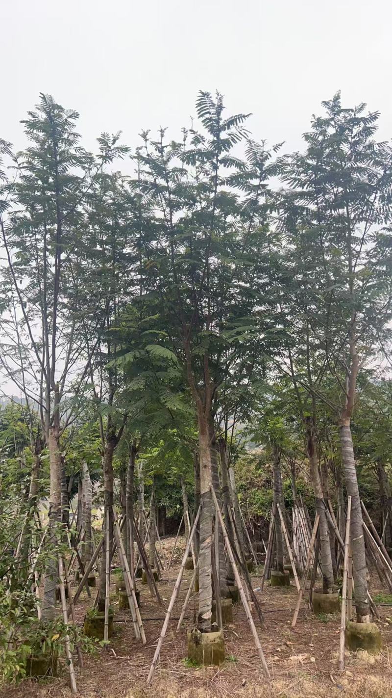南洋楹10-18分大量出售基地现货直销规格齐全